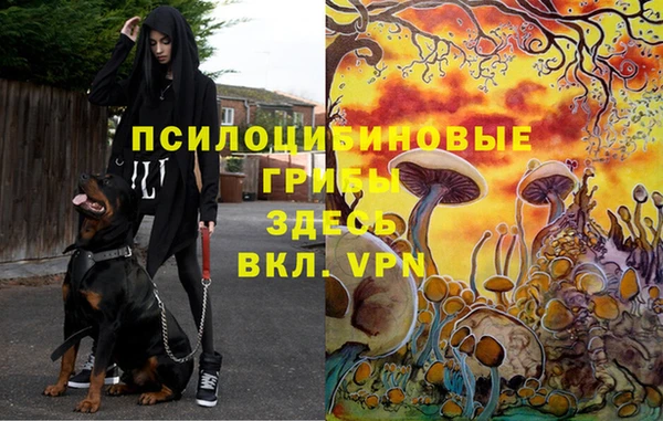 крисы Горняк